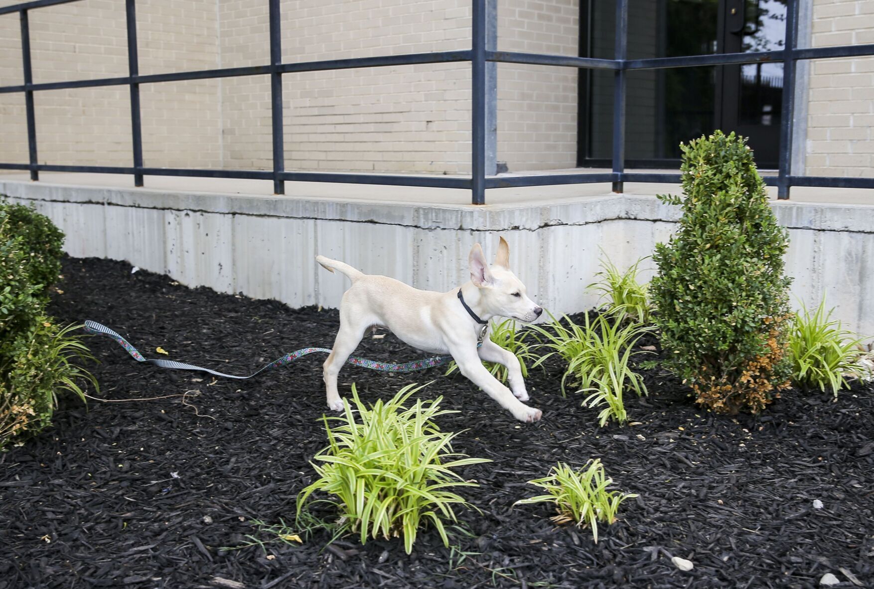 Guests are greeted by a canine concierge at the St. Louis Hotel